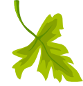 food-salad-leaf